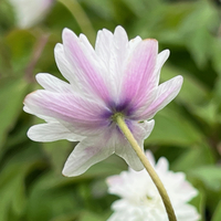 Anemone (Anemonoides) nemorosa 'Blue Eyes'